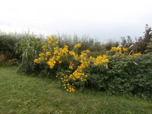 sunflowers