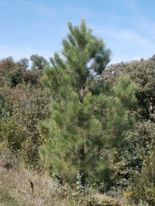 pitch loblolly pine