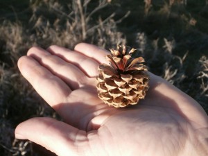 pine cones