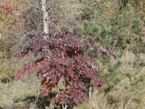 aralia spinosa