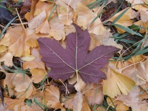 sycamore maple