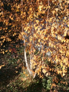 red leaf birch