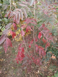 purple sumac