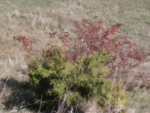 white cedar