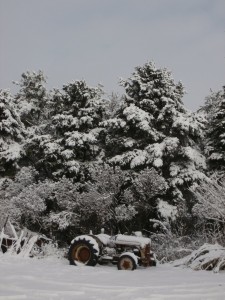 snow spruce