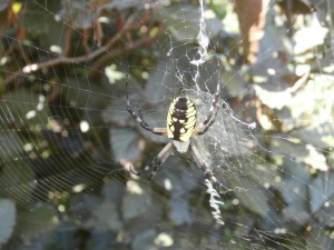 garden spider