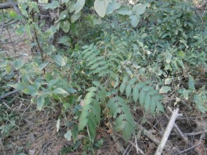 rhus seedling