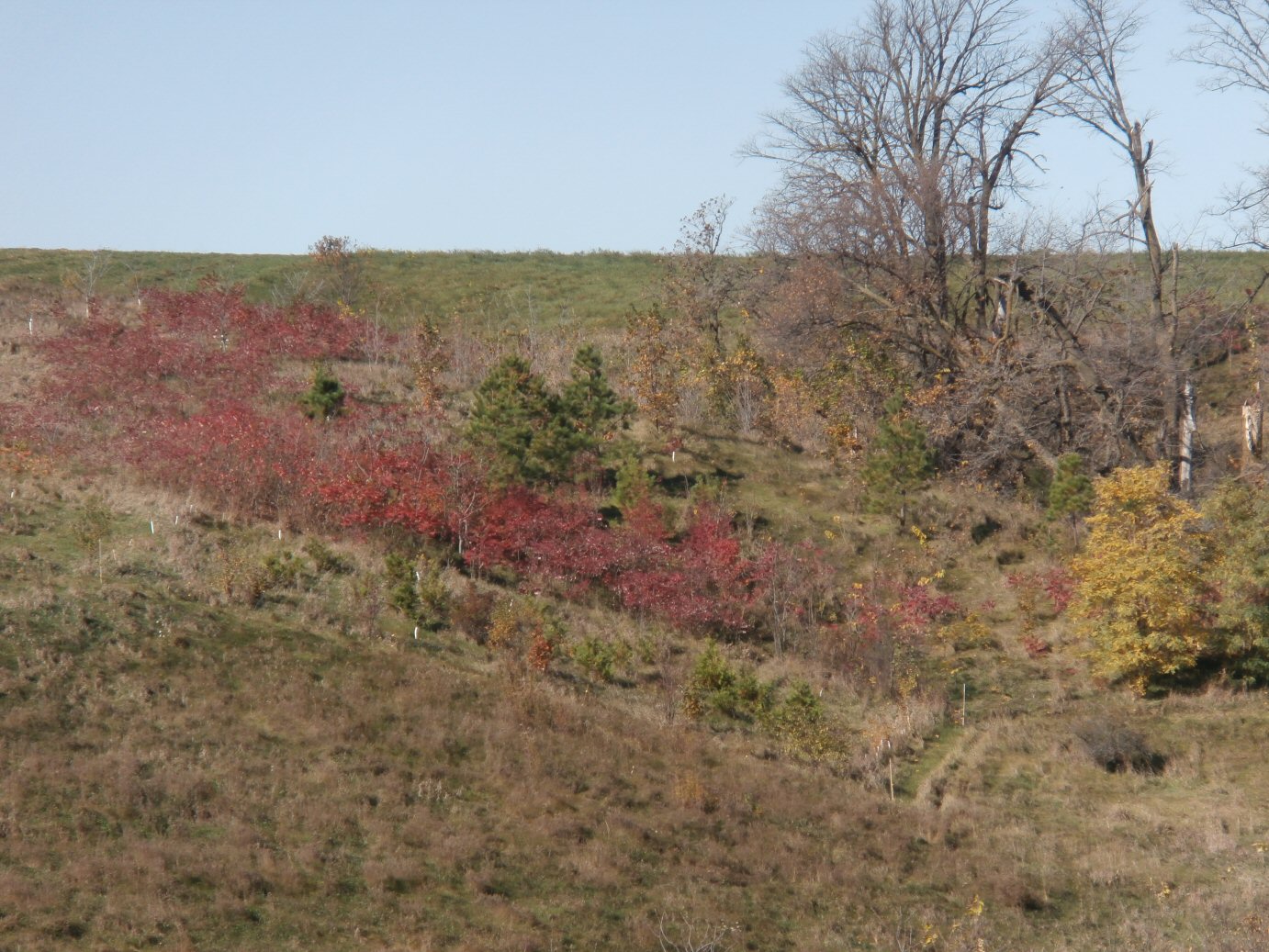 Sumac-Afforestation.jpg