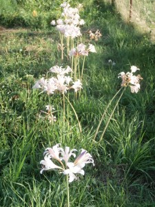 surprise lilies
