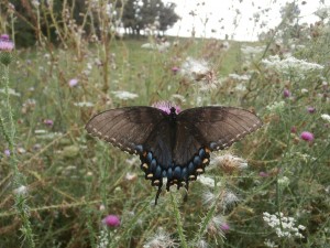 swallowtails