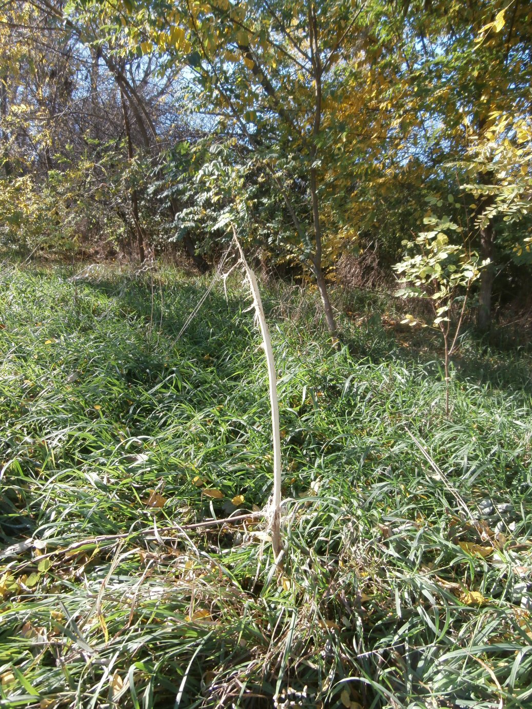 Toothpick-Tree.jpg