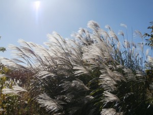 miscanthus