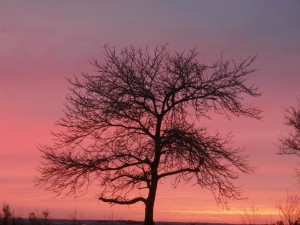 honeylocust