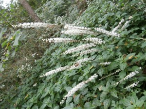 woodland flower