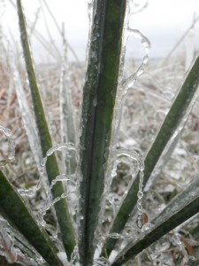 hairy yucca