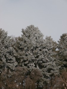 blue spruce