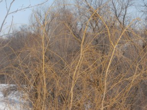 golden bark