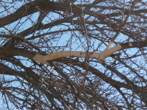 iowa porcupine