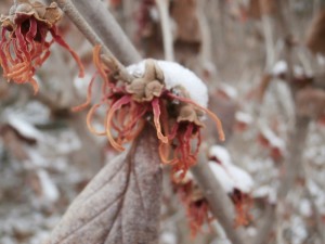 witchhazel