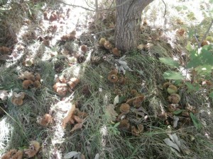 chestnut litter