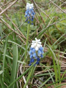 woodland flowers