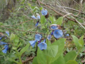 blue woodland flowers