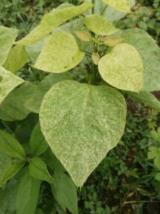 variegated catalpa