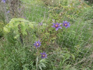 clematis flowers