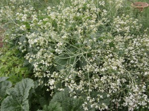 crambe cordifolia