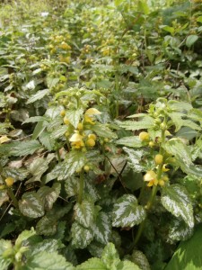 creeping yellow flowers