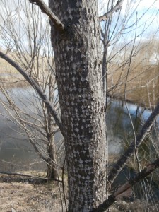 poplar bark 