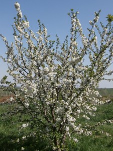 bali cherry