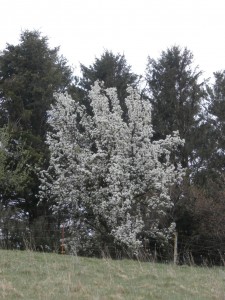 flowering pears