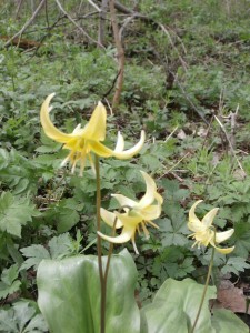 dogtooth violet