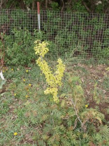 golden boxelder