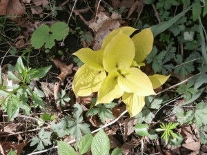 golden hosta