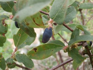 fruit honeysuckle