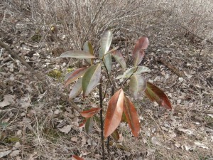 evergreen magnolia