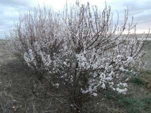 prunus flowers