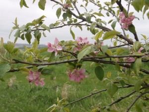 pink flowers