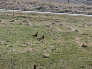 rooster pheasants