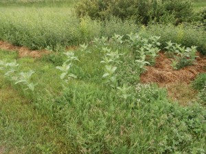 common milkweed