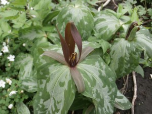 trillium plants