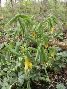 wilted woodland flower