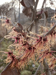 witchhazel