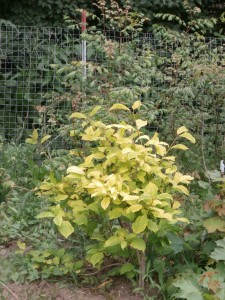 golden leaf lilac