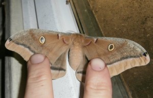 big moth