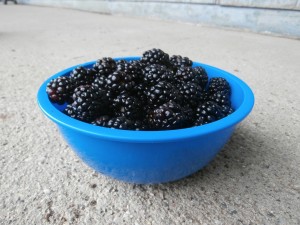 blackberry fruit