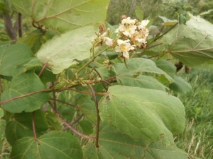 catalpa