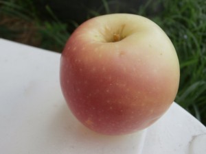 pristine apple